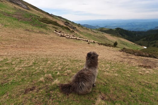 a beautiful dog that guards the sheep