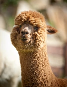 Fluffy brown alpaka looks at the camera