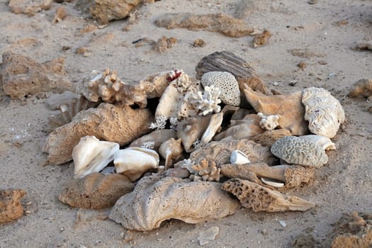Fossilized shells and snail shells