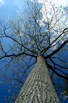 Looking up a tall tree with sky