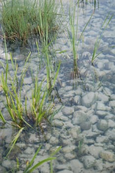 Aquatic plant young plant plant garden pond shore