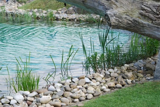 Aquatic plant young plant plant garden pond shore