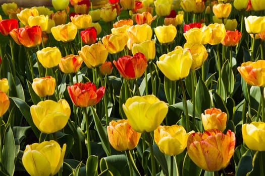 Flowerbed with colorful flamy tulips in spring sunshine