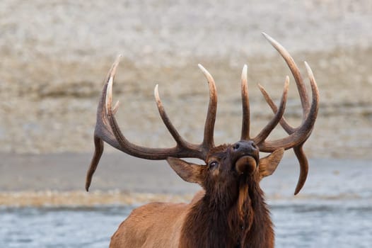 Bull elk, cervus canadensis in Athabasca River, Jasper National Park, Alberta, Canada