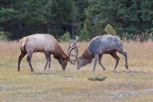Bull Elks fighting, Jasper National Park, Canada