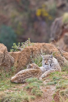 Two eurasian lynxes in a wild life park