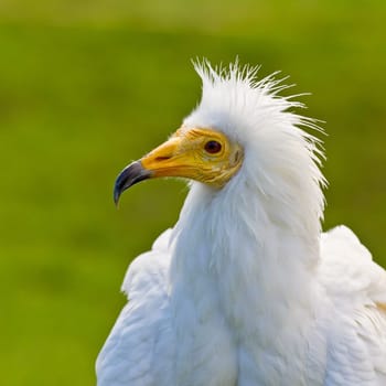 Egyptian vulture, Neophron percnopterus portrait. Background blurred