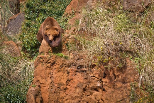 One brown bear, ursus arctos resting on the rock