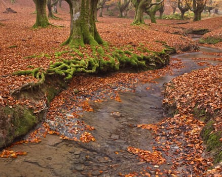 The falling leaves colors the autumn season in the forest. Otzarreta, Bizkaia, Spain