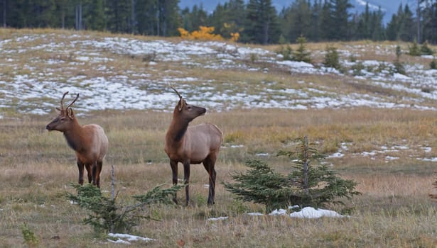 Two young male elks, cervus canadensis in Banff National Park, Alberta, Canada