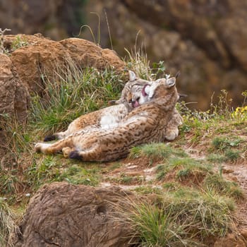 Two eurasian lynxes in love on a wild life park