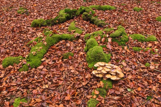 The falling leaves colors the autumn season in the forest. Otzarreta, Bizkaia, Spain