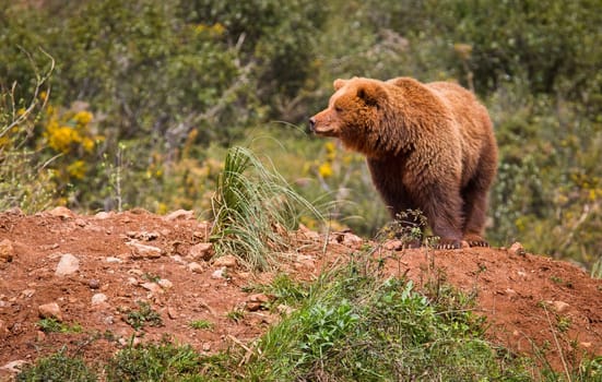 One brown bear, ursus arctos resting on the rock