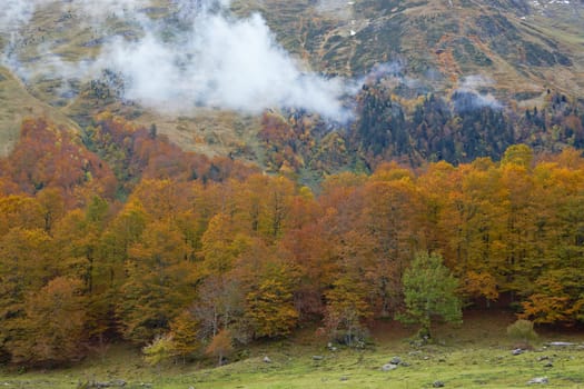 Autumns colors in the cloudy forest