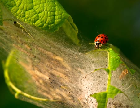 Ladybugs as pest control