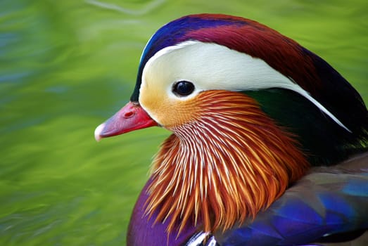 The Mandarin Duck (Aix galericulata)