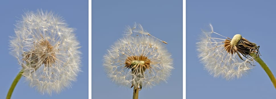 Dandelions