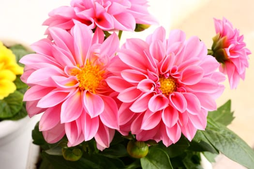 Two vermilion dahlias against the softly muted shades of the leaves