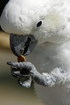 Feeding yellow-crested cockatoo