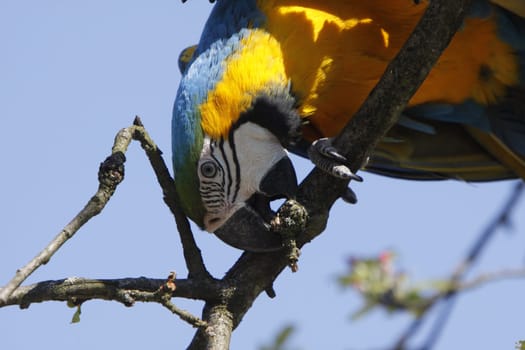 Yellow-breasted Macaw