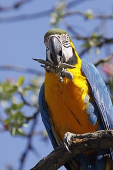 Yellow-breasted Macaw