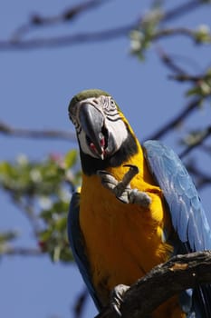 Yellow-breasted Macaw