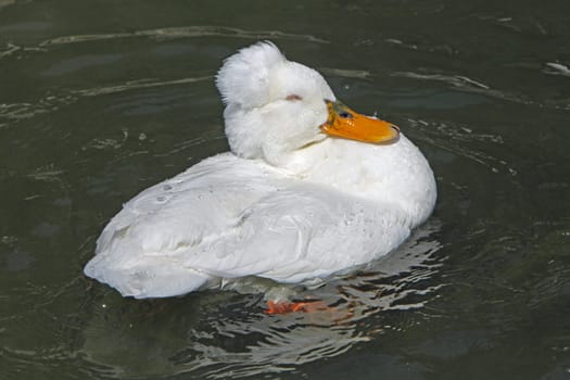 Bathing crested duck