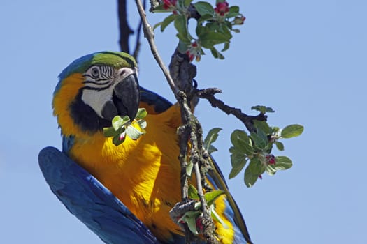 Yellow-breasted Macaw