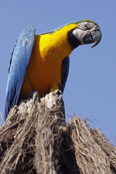 Yellow-breasted Macaw