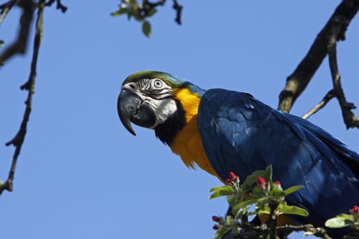Yellow-breasted Macaw