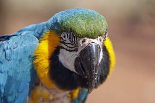Yellow-breasted Macaw