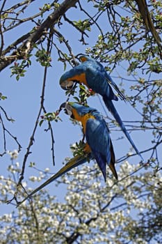 Yellow-breasted macaws