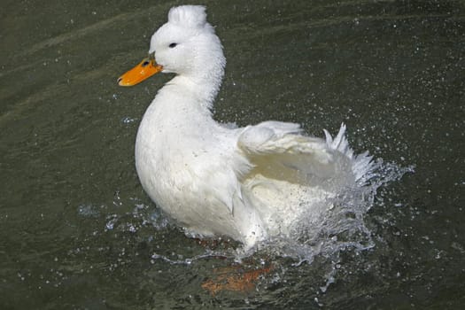 Bathing crested duck