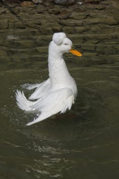 Bathing crested duck