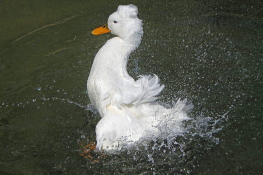 Bathing crested duck