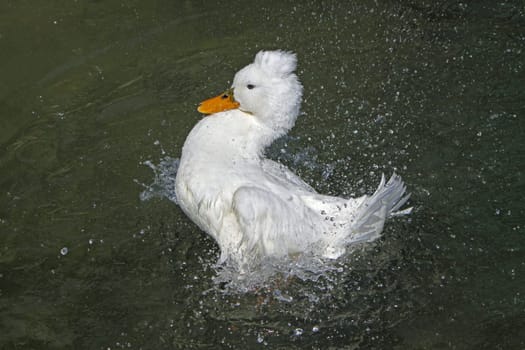 Bathing crested duck