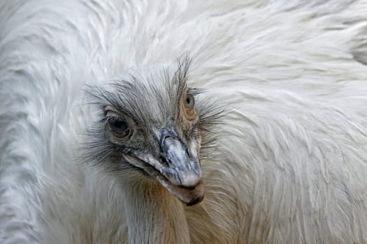 Greater rhea