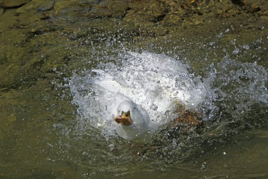 Bathing crested duck