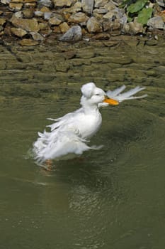 Bathing crested duck