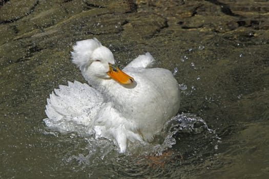 Bathing crested duck