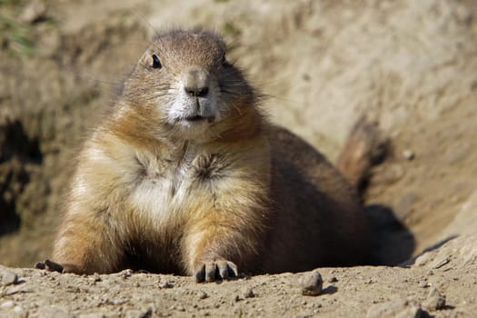 Prairie dog