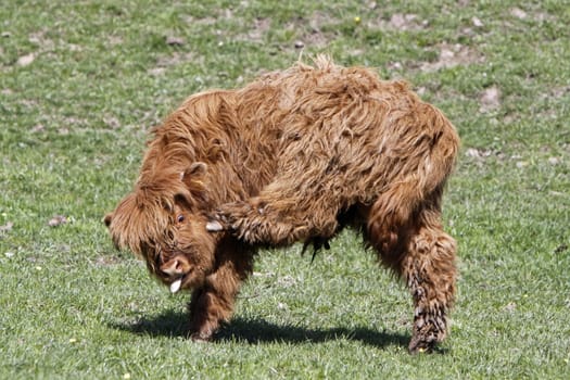 Scottish Highland cattle