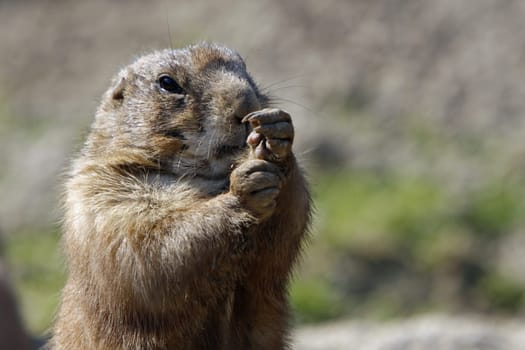 Prairie dog