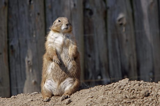 Prairie dog