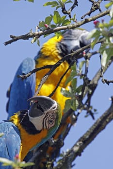 Yellow-breasted macaws