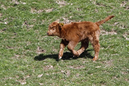 Scottish Highland cattle