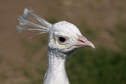 White peacock