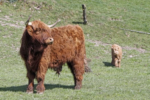 Scottish Highland cattle