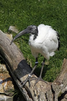 Ibis
