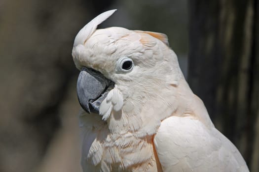 Moluccan Cockatoo